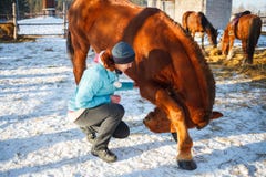 Redhead Girl taught a red horse to swear and dance stock photos Redhead Girl taught a red horse to swear and dance stock photos