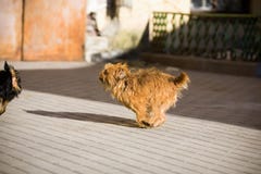 Redhead, волосатая собака бежать на улице для черной собаки стоковое изображение rf Redhead, волосатая собака бежать на улице для черной собаки стоковое изображение rf