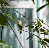 Redstart femenino que se sienta en una rama de árbol imagen de archivo libre de regalías Redstart femenino que se sienta en una rama de árbol imagen de archivo libre de regalías