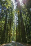 Redwoods On The Avenue Of The Giants Stock Images