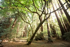 Redwoods przy Muir drewien parkiem narodowym zdjęcie stock Redwoods przy Muir drewien parkiem narodowym zdjęcie stock