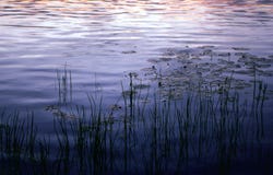 Reed At Sunset Royalty Free Stock Image Reed At Sunset Royalty Free Stock Image