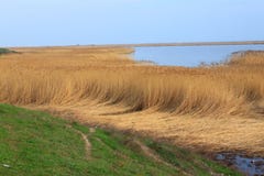 Reed, das sich am Rand von einem See hinlegt. stockfotografie Reed, das sich am Rand von einem See hinlegt. stockfotografie