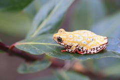Reed Frog o rana arbórea pintado de Spoted fotos de archivo libres de regalías Reed Frog o rana arbórea pintado de Spoted fotos de archivo libres de regalías