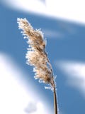 Reed In Winter Royalty Free Stock Image