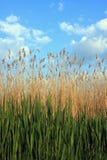 Reed Landscape Stock Photo Reed Landscape Stock Photo