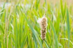 Reed вдоль края озера под облачным небом весной стоковое изображение rf Reed вдоль края озера под облачным небом весной стоковое изображение rf