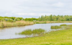 Reed вдоль края озера под облачным небом весной стоковое изображение rf Reed вдоль края озера под облачным небом весной стоковое изображение rf