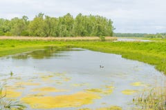 Reed вдоль края озера под облачным небом весной стоковые изображения Reed вдоль края озера под облачным небом весной стоковые изображения