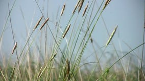 Reeds Stock Video. Video Of Seeds, Plant, Green, Blue - 35421163