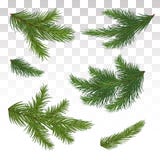 Reeks groene pijnboomtakken Geïsoleerde Kerstmis decor Chri vector illustratie Reeks groene pijnboomtakken Geïsoleerde Kerstmis decor Chri vector illustratie