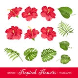 Reeks tropische bloemenelementen stock illustratie Reeks tropische bloemenelementen stock illustratie