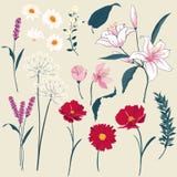 Reeks van Bloemengroetkaart met Bloeiende tuinbloemen royalty-vrije illustratie Reeks van Bloemengroetkaart met Bloeiende tuinbloemen royalty-vrije illustratie