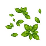 Reeks van Thais Basil Leaves op Witte Achtergrond stock illustratie Reeks van Thais Basil Leaves op Witte Achtergrond stock illustratie