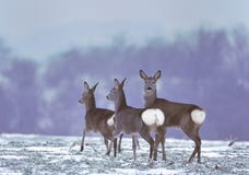 Reeën op winters gebied royalty-vrije stock afbeeldingen Reeën op winters gebied royalty-vrije stock afbeeldingen