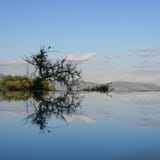 Reflection In Swimming Pool Lake Manyara Stock Images