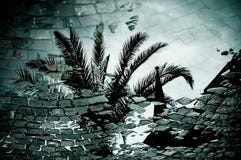 Reflection Of A Palm Tree In A Puddle Royalty Free Stock Images Reflection Of A Palm Tree In A Puddle Royalty Free Stock Images