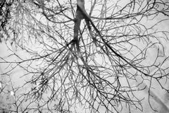 Reflection of a tree in a transparent puddle stock illustration Reflection of a tree in a transparent puddle stock illustration