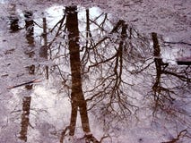 refleksje drzewo kałuży fotografia stock refleksje drzewo kałuży fotografia stock