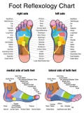 Reflexology Plantar Sole Profile Feet