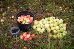 Regali di estate - mele e ribes nero Caduta matura delle mele dagli alberi Il ribes nero e le mele raccolti si trovano nel bucke fotografia stock Regali di estate - mele e ribes nero Caduta matura delle mele dagli alberi Il ribes nero e le mele raccolti si trovano nel bucke fotografia stock