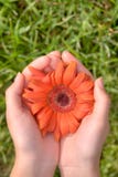 Regalo della natura