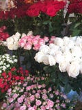 Regalo per una donna, fiori immagine stock libera da diritti Regalo per una donna, fiori immagine stock libera da diritti