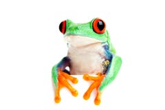 Regard d'isolement par grenouille au-dessus du bord image stock Regard d'isolement par grenouille au-dessus du bord image stock