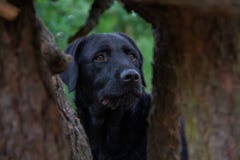 Regard de Labrador de chien noir dans la forêt entre deux arbres images libres de droits Regard de Labrador de chien noir dans la forêt entre deux arbres images libres de droits