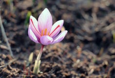 Regard de plan rapproché de fleur de crocus de safran image stock Regard de plan rapproché de fleur de crocus de safran image stock