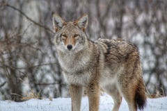 Regard fixe de coyote photo stock Regard fixe de coyote photo stock