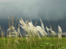Regenachtig gebied stock fotografie Regenachtig gebied stock fotografie