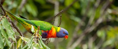 Regenboog lorikeet klaar voor vlucht stock foto Regenboog lorikeet klaar voor vlucht stock foto