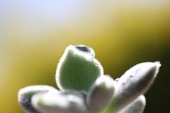 Regendaling op Succulente Installatie Stock Foto Regendaling op Succulente Installatie Stock Foto