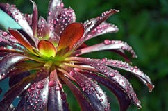 Regendalingen op Bourgondië succulente Aeonium Stock Fotografie Regendalingen op Bourgondië succulente Aeonium Stock Fotografie