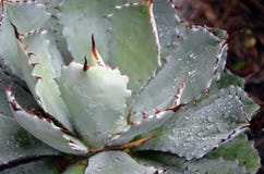 Regendalingen op een succulente installatie van de spikey grijze Agave Stock Afbeelding Regendalingen op een succulente installatie van de spikey grijze Agave Stock Afbeelding