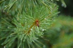 Regentropfen auf Kiefernadeln Stockfotos Regentropfen auf Kiefernadeln Stockfotos
