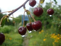 Regentropfen auf Kirschbeeren lizenzfreie stockfotos Regentropfen auf Kirschbeeren lizenzfreie stockfotos
