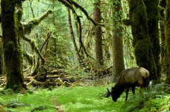 Regenwaldlebensraum
