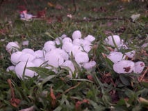 Regnar snöslask i gräs arkivfoto Regnar snöslask i gräs arkivfoto