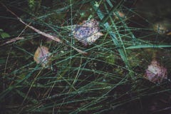 Regndroppar på det gröna gräset i skogen i höst Dagg p? h?stgr?s close upp Regndroppar i skogen royaltyfri fotografi Regndroppar på det gröna gräset i skogen i höst Dagg p? h?stgr?s close upp Regndroppar i skogen royaltyfri fotografi
