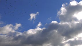Regnerisches Wolken- und Vogelfliegen stock footage Regnerisches Wolken- und Vogelfliegen stock footage