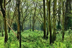 Regnskog Tanzania, Afrika arkivfoto Regnskog Tanzania, Afrika arkivfoto