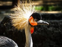 Regulorum de Grey Crowned Crane Balearica imagenes de archivo Regulorum de Grey Crowned Crane Balearica imagenes de archivo