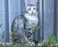 Hungry cat with green eyes waiting for food stock images Hungry cat with green eyes waiting for food stock images
