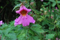 Rehmannia Walberton’s ‘Magic Dragon’ стоковые фото Rehmannia Walberton’s ‘Magic Dragon’ стоковые фото