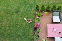 Rei descuidado Charles Spaniel em um gramado fotos de stock Rei descuidado Charles Spaniel em um gramado fotos de stock