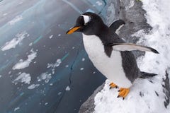 Rei do pinguim de imperador da espécie dos pinguins fotos de stock Rei do pinguim de imperador da espécie dos pinguins fotos de stock