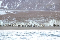 Rei Penguins perto de um iceberg em Geórgia sul fotografia de stock royalty free Rei Penguins perto de um iceberg em Geórgia sul fotografia de stock royalty free