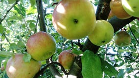 Reife Apfelfrucht auf einem Baum stockbild Reife Apfelfrucht auf einem Baum stockbild